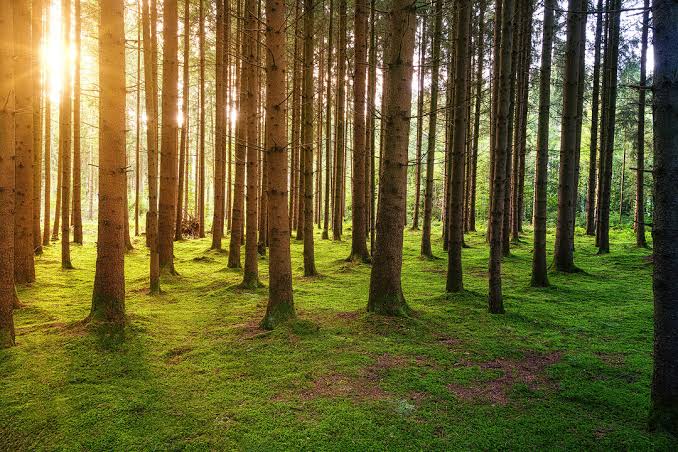 Kebony responsibly sourced timber